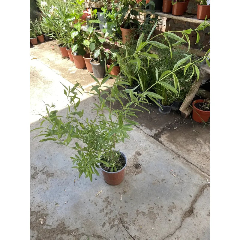 Arbol Cedron 90cm Hierba Aromática Y Medicinal