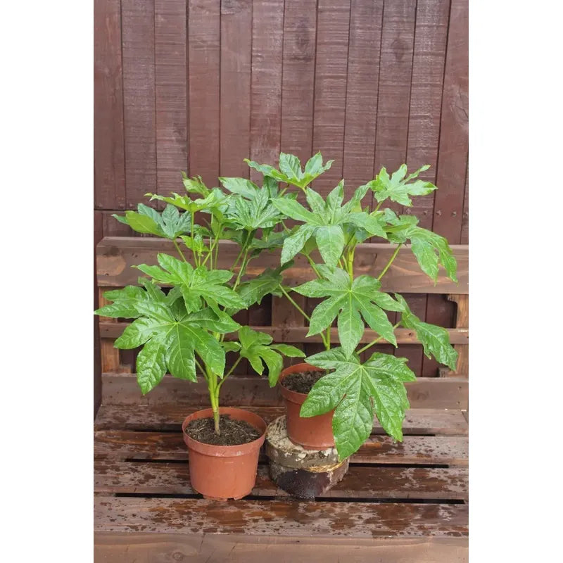 Aralia Japonica Pequeña