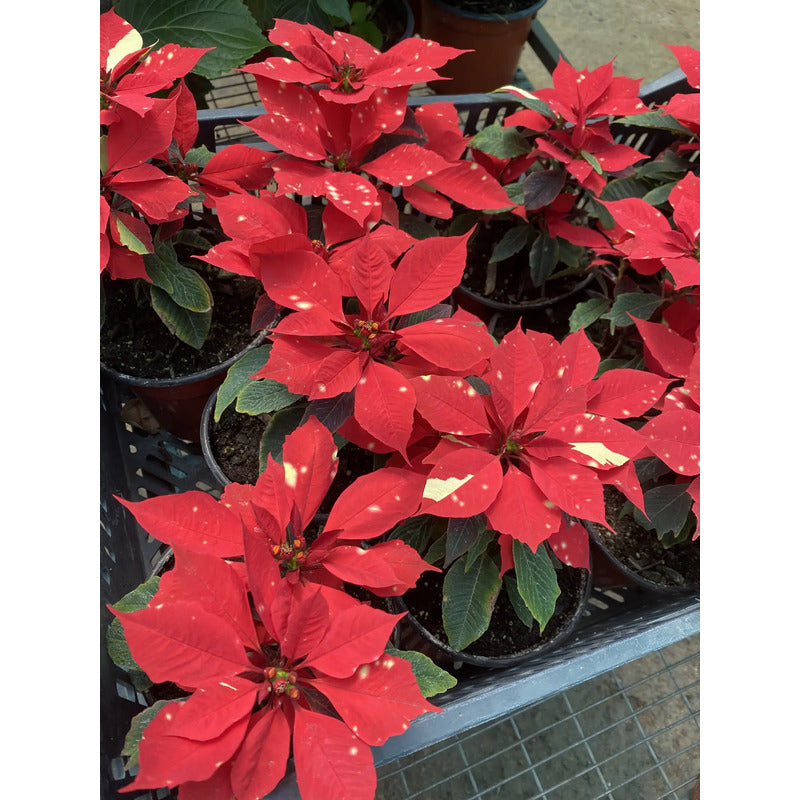 Corona Del Inca/ Flor De Navidad - Rojo