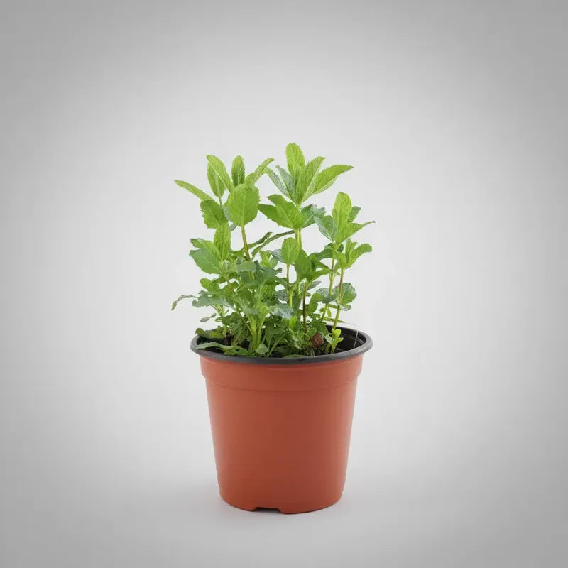 Menta Grande Planta Aromática Y Medicinal Verde