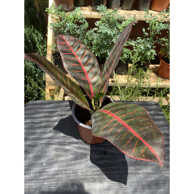 Planta Croton 20 Cm, Ideal Para Interiores Y Decoración