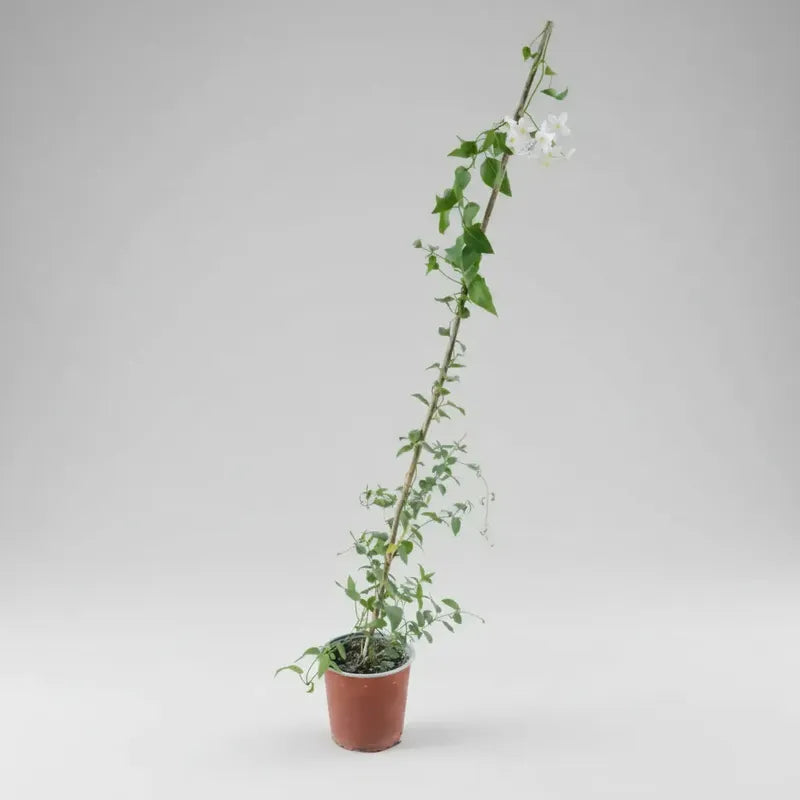 Jazmin Solano Planta Enredadera Exterior Blanco