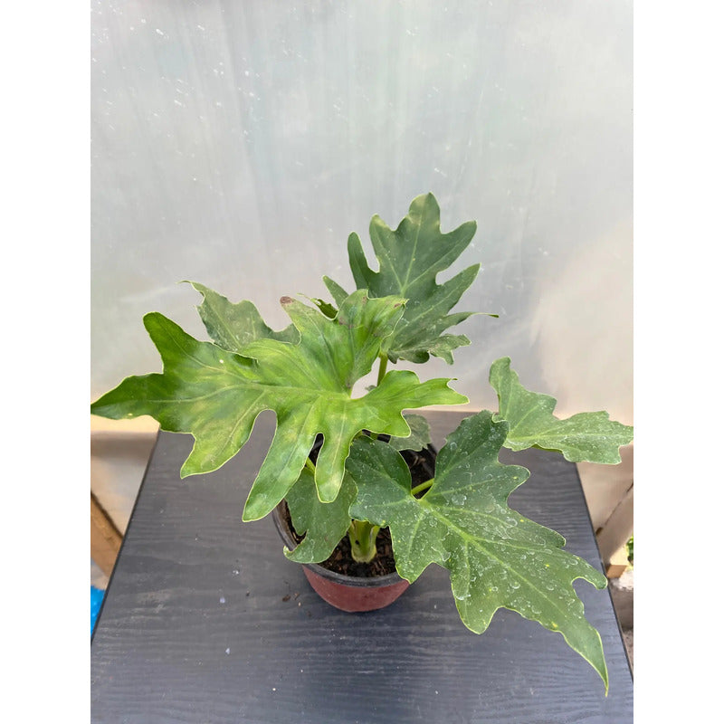 Philodendro Paraguayo Pequeño