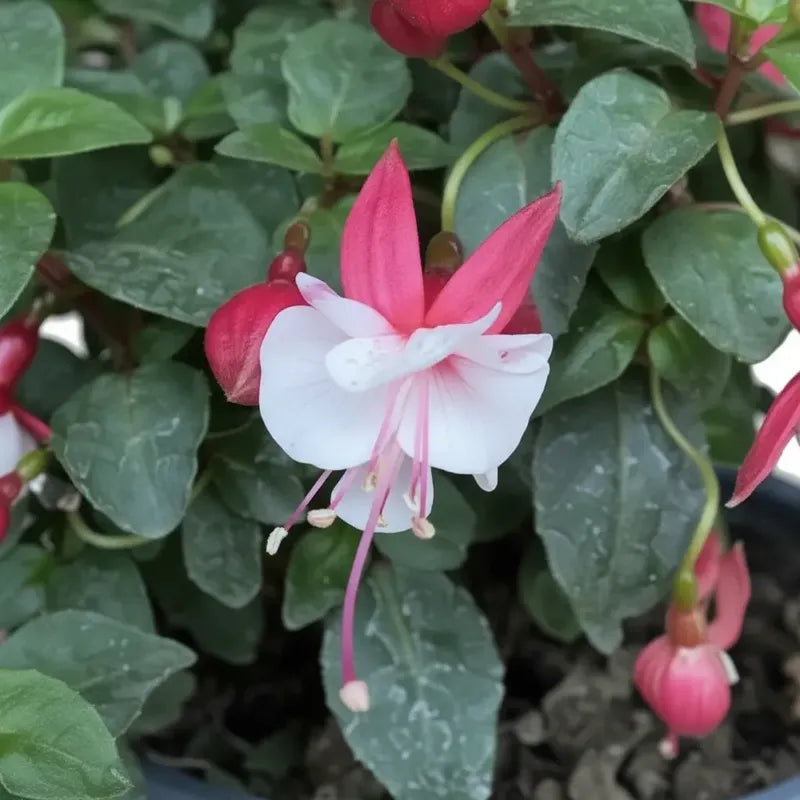 Planta Chilco /fucsia/bailarina/no Envío A Regiones Blanco
