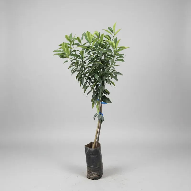 Kumquat/naranjo Enano Arbol Frutal