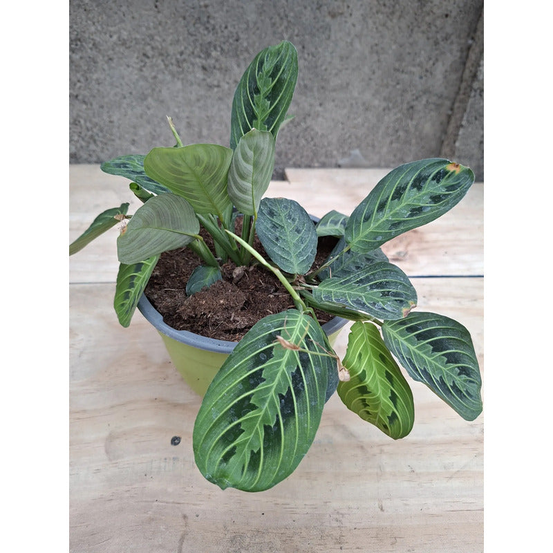 Maranta Lemon Lime Planta De Interior