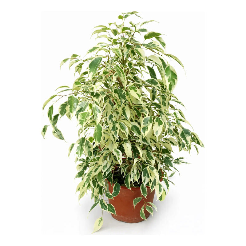 Ficus Melany Variegado