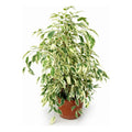 Ficus Melany Variegado