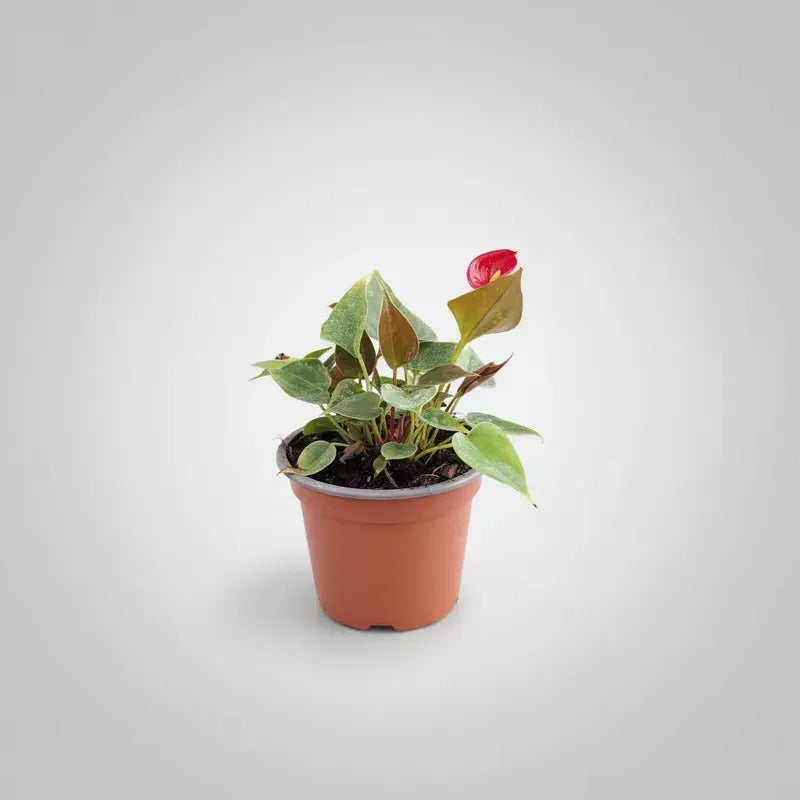Anturio Con Flor Rojo