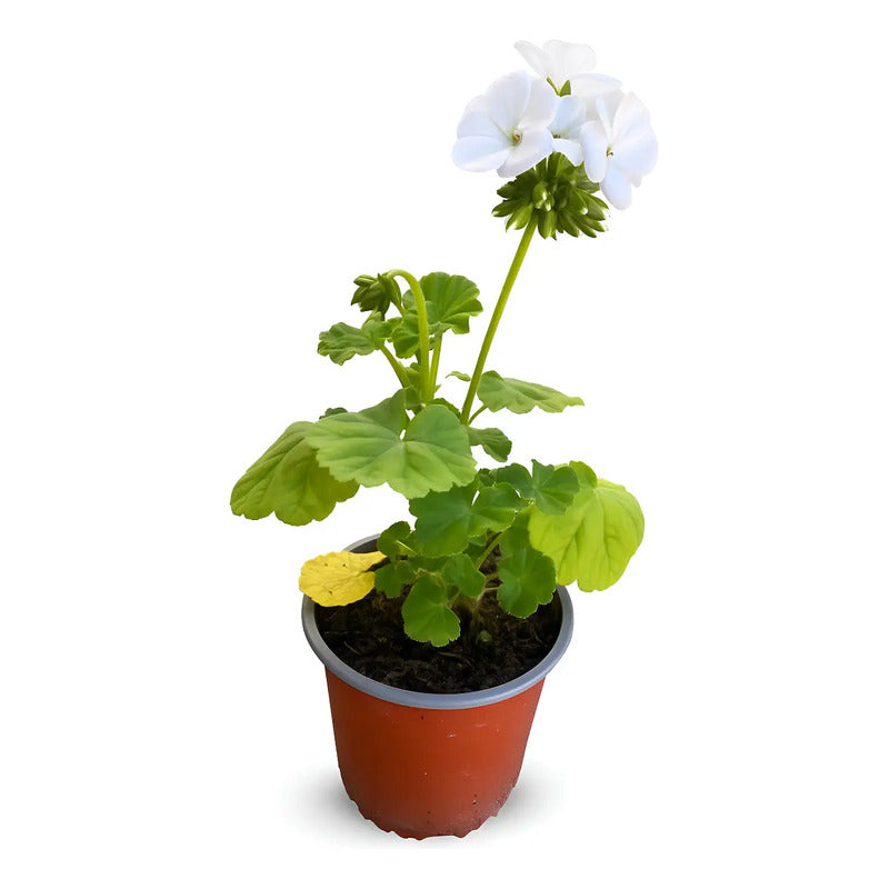 Geranio / Cardenal Planta Ornamental Diferentes Colores