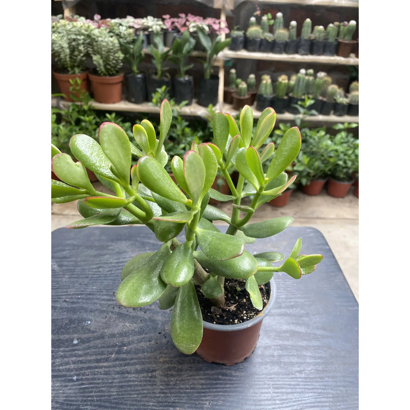 Jade Tricolor Pequeño Árbol De La Abundancia