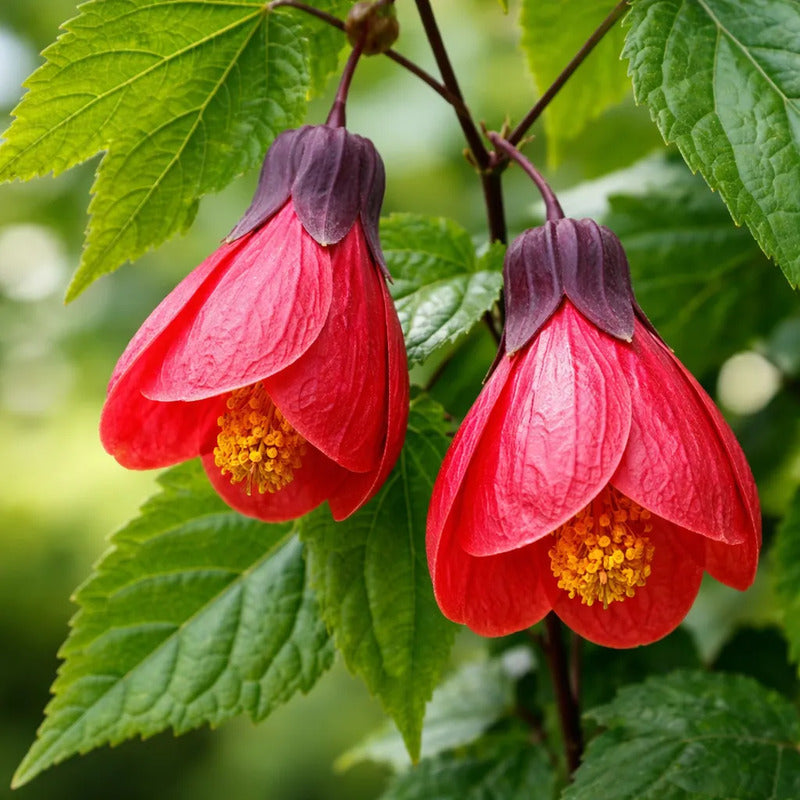Abutilon Farolito Chino Arbusto Ornamental Pequeño 40cm Rojo