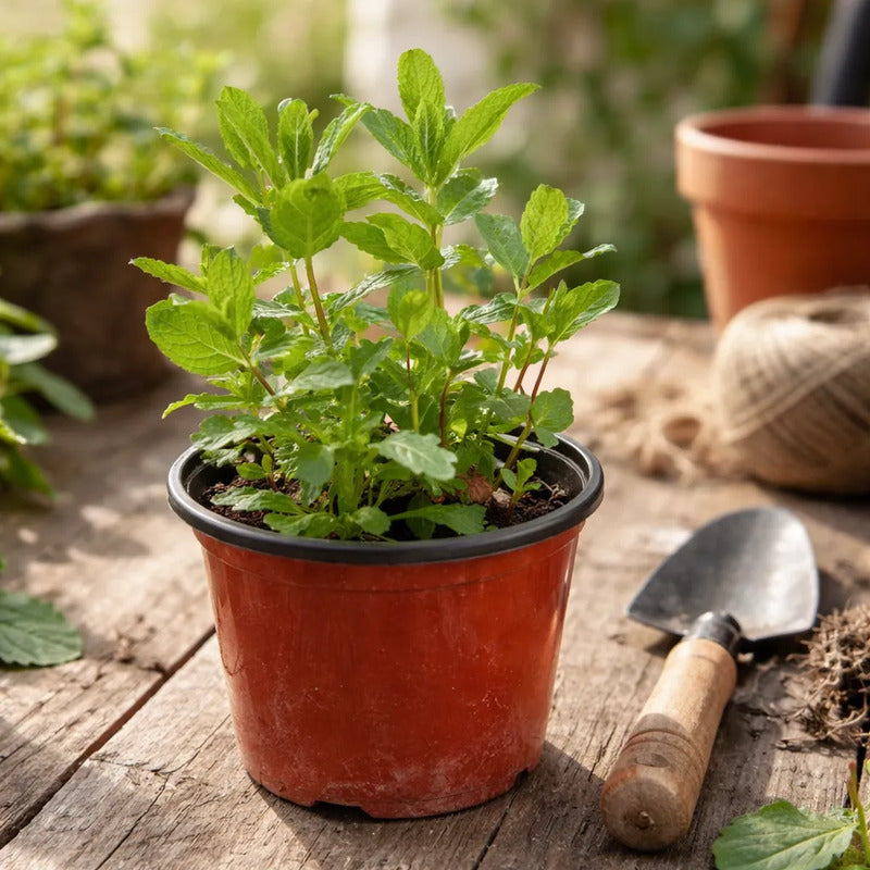 Menta Grande Planta Aromática Y Medicinal Verde