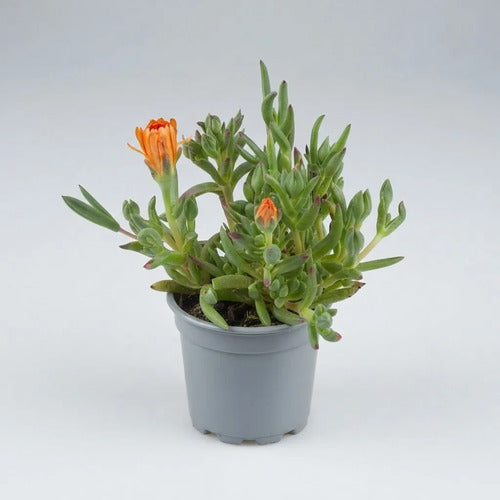 Pack 4 Rayito Sol Planta Ornamental Exterior Suculenta