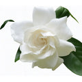 Gardenia / Jazmín Del Cabo Pequeño Planta Aromatica Blanco