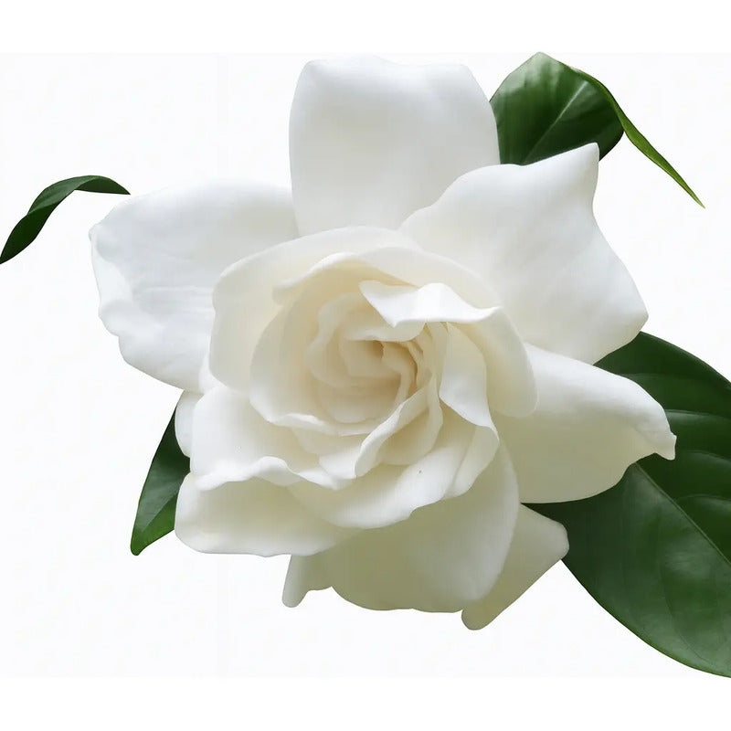 Gardenia / Jazmín Del Cabo Pequeño Planta Aromatica Blanco