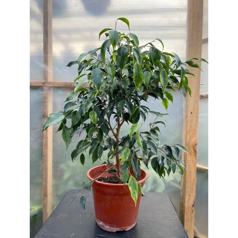 Ficus Benjamina Anastasia Grande 1 Metro