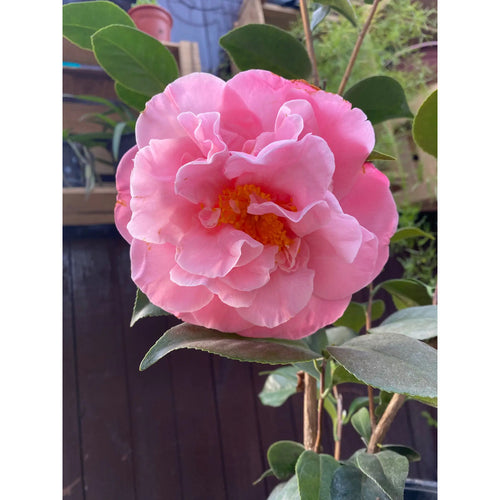 Camelia Grande Planta De Floracion Invernal