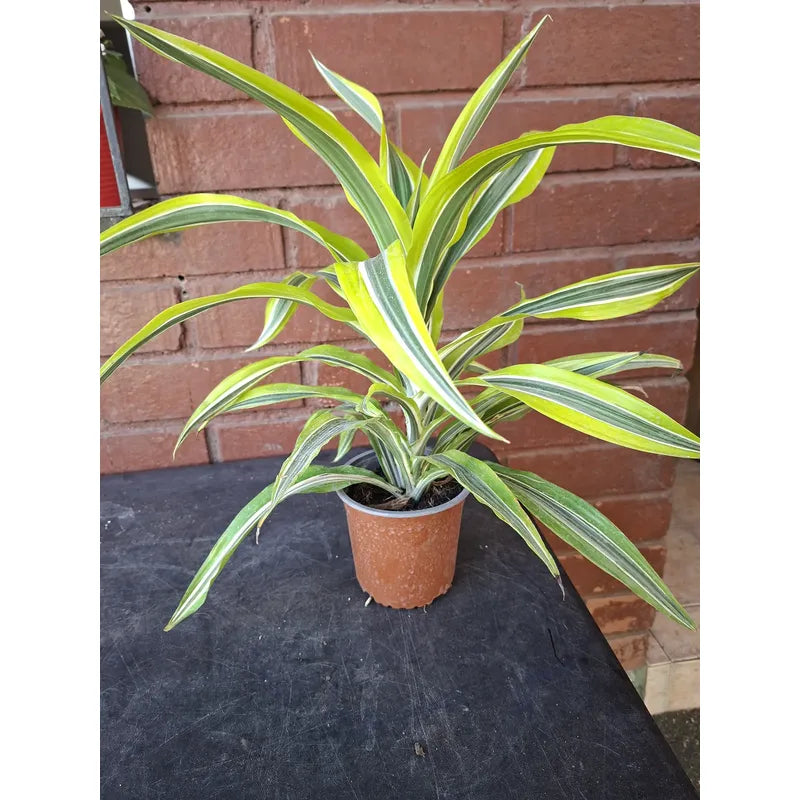 Dracena Warneckii Palmera Interior