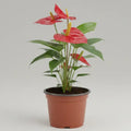 Anturio Rojo | Planta de Interior