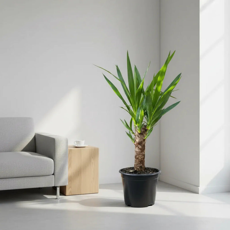 Palmera Interior Yuca Simple