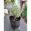 Lavanda Stoecha Grande