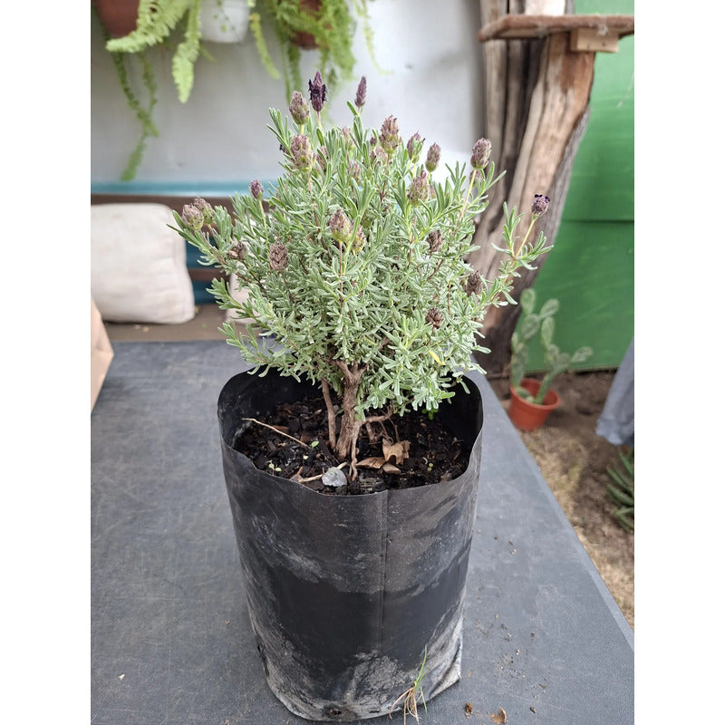Lavanda Stoecha Grande