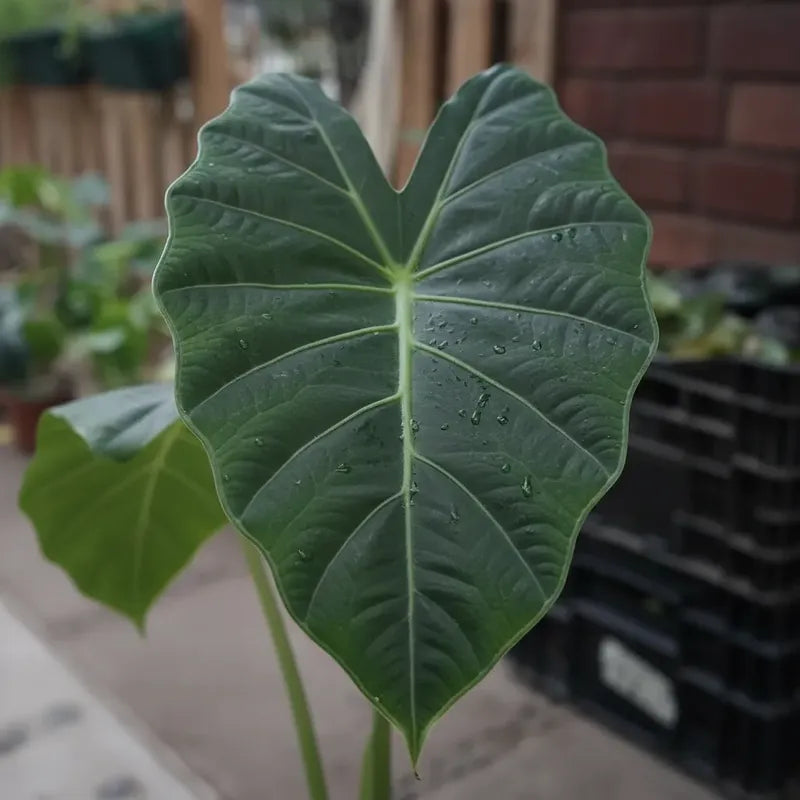 Alocasia Manto De Eva 40cm