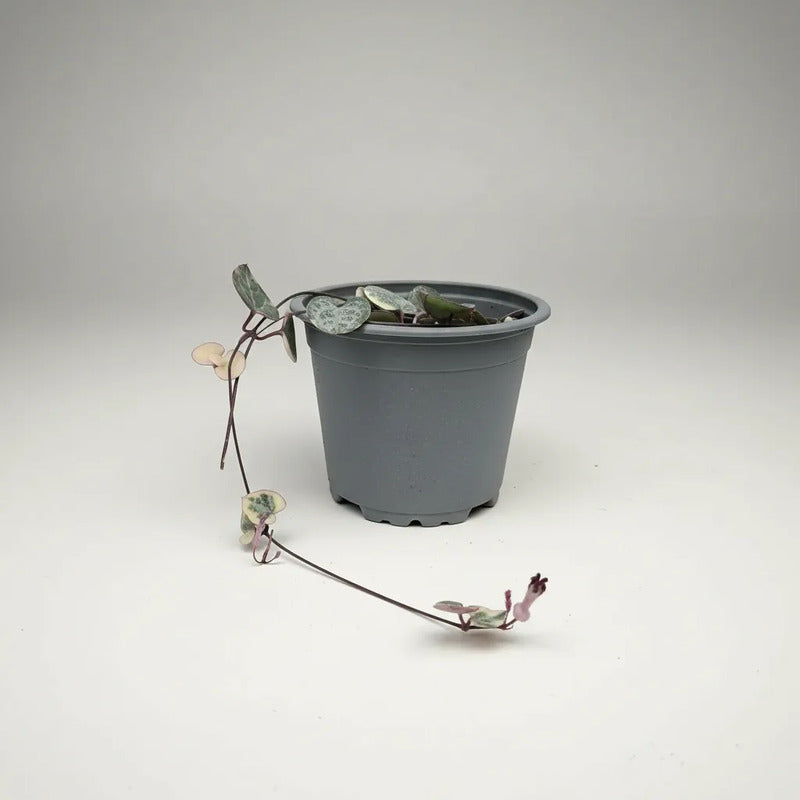 Ceropegia Woodi Variegada Cadena De Corazones Suculenta