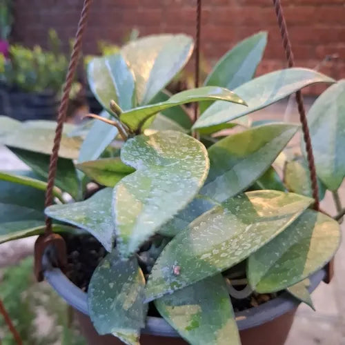 Clepia/hoya Carnosa Planta Enredadera Grande