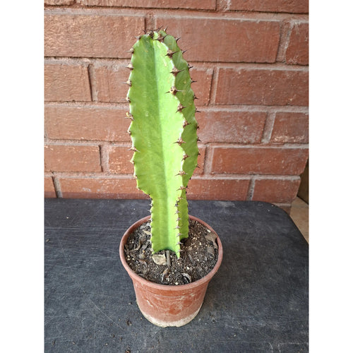 Cactus Candelabro 30cm