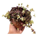 Crasula Pellucida Suculenta Colgante Violeta Oscuro