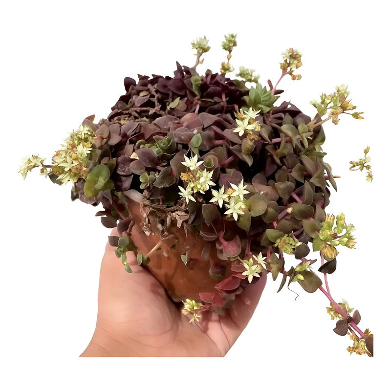 Crasula Pellucida Suculenta Colgante Violeta Oscuro