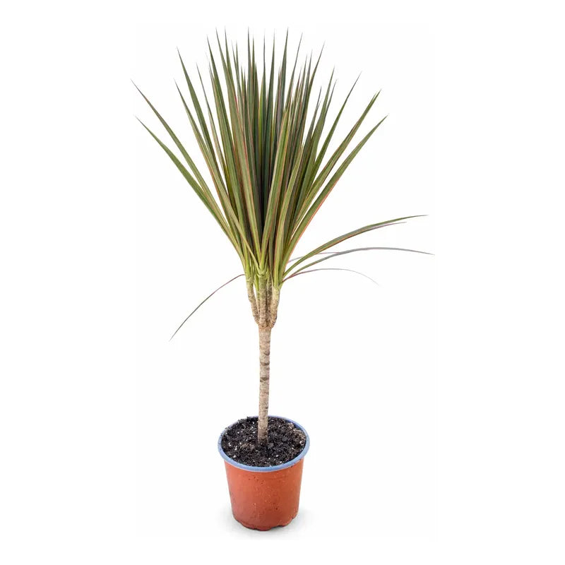 Palmera Interior Dracena Marginata 60cm Verde