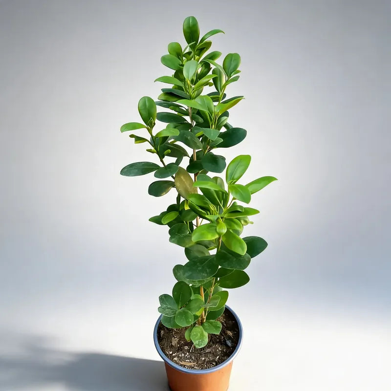 Ficus Moclame/ Monocrome 50 Cm