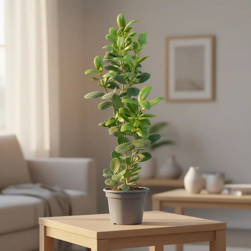 Ficus Moclame/ Monocrome 50 Cm