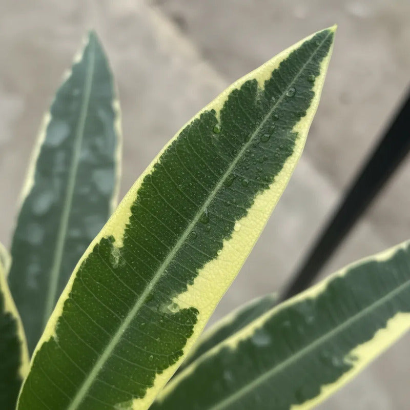 Laurel De Flor Variagado