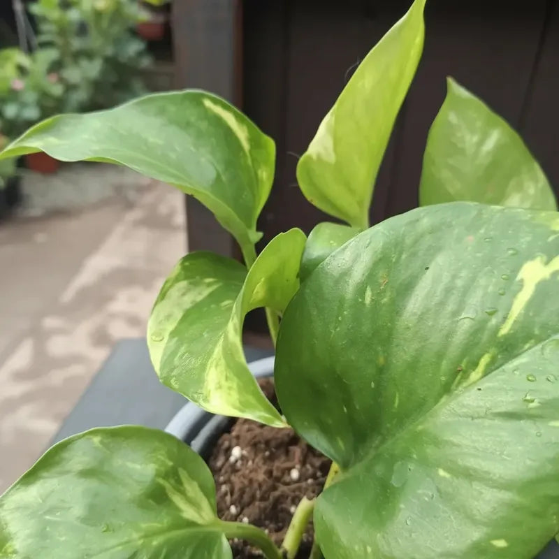 Scindapsus Potus Golden Planta Interior Purificadora Macetero Gris