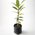 Árbol De Laurel (laurus Nobilis) Planta Aromática Comestible