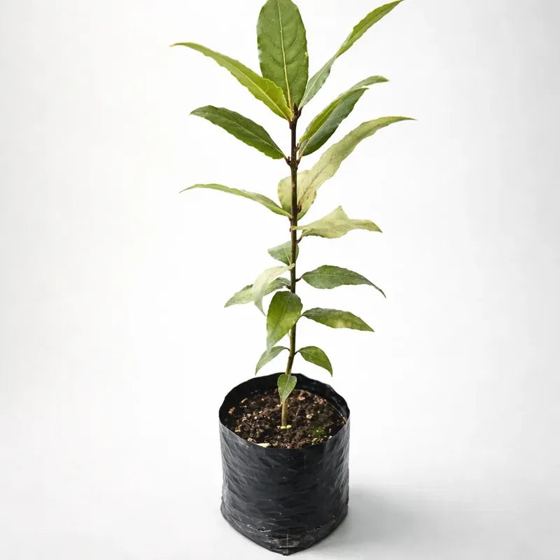 Árbol De Laurel (laurus Nobilis) Planta Aromática Comestible
