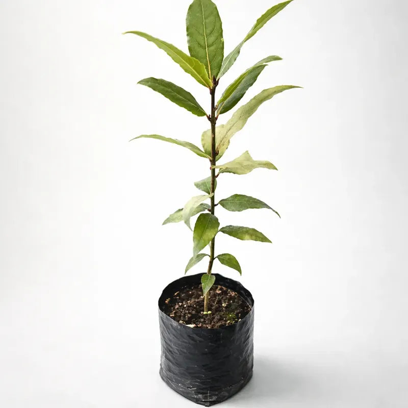 Árbol De Laurel (laurus Nobilis) Planta Aromática Comestible