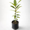 Árbol De Laurel (laurus Nobilis) Planta Aromática Comestible