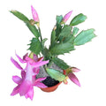 Cactus De Navidad/ Patita De Jaiba/no Envío A Regiones