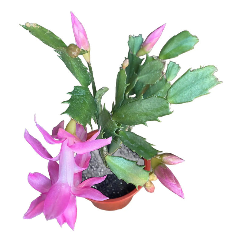 Cactus De Navidad/ Patita De Jaiba/no Envío A Regiones