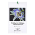 Passiflora Pasionaria Azul 50 cm — Enredadera Trepadora Exterior