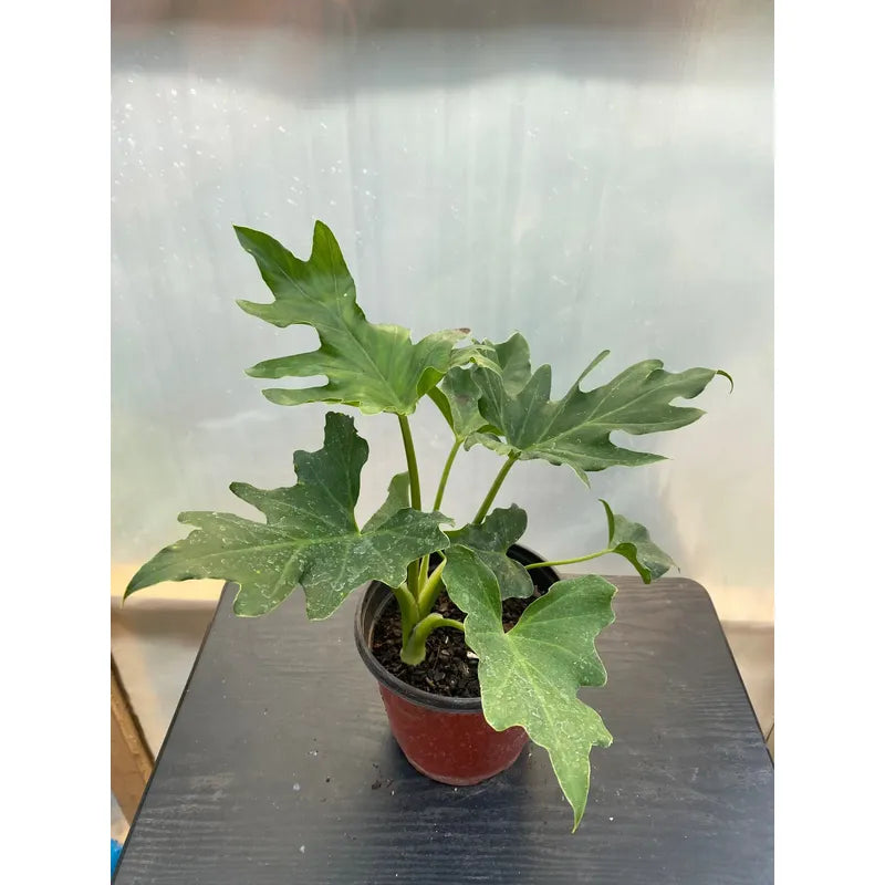 Philodendro Paraguayo Pequeño
