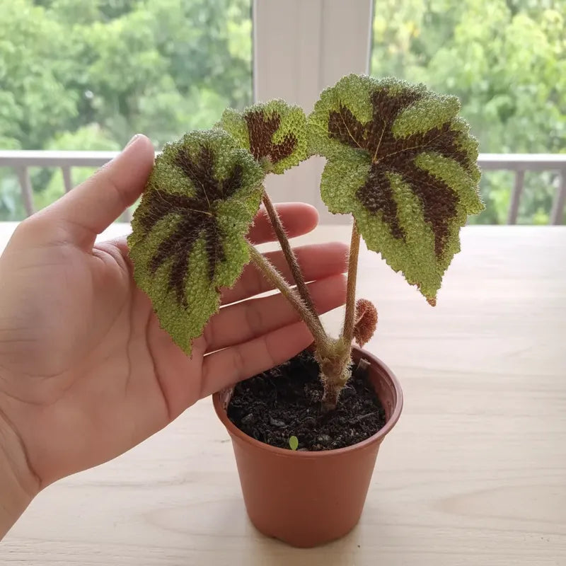 Begonia Cruz De Hierro/ Begonia Masoniana