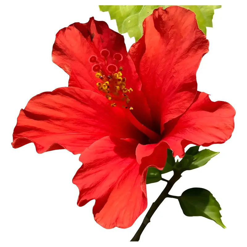 Hibisco Flor De Jamaica Árbol Ornamental