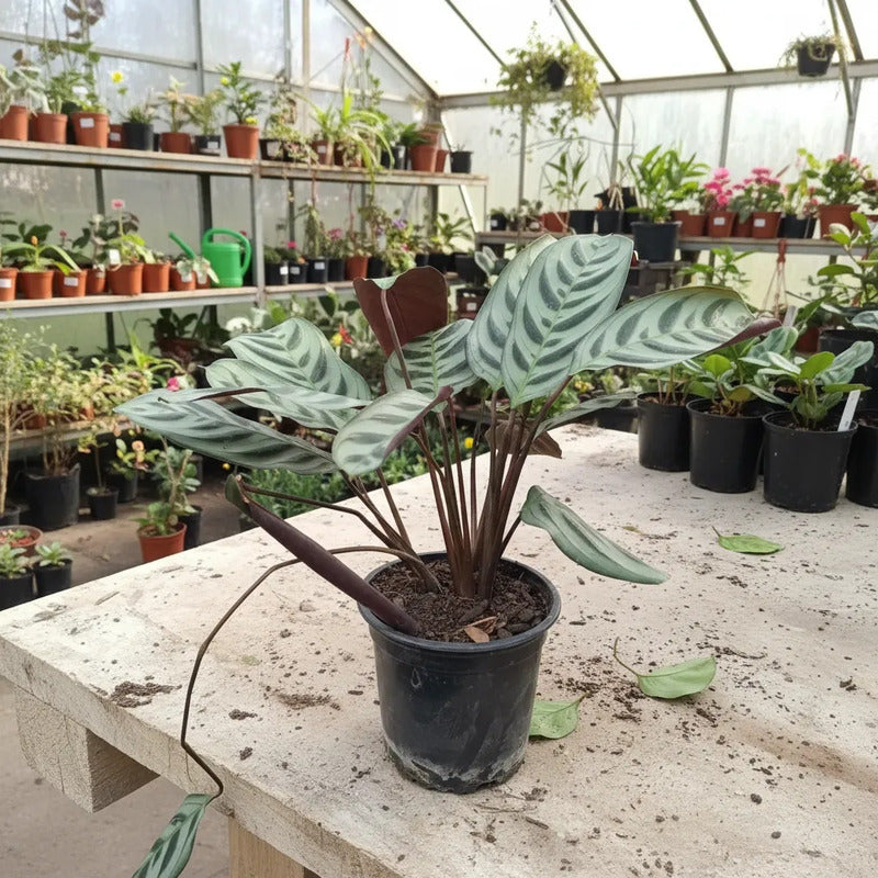 Maranta Burle-marxi Planta Interior