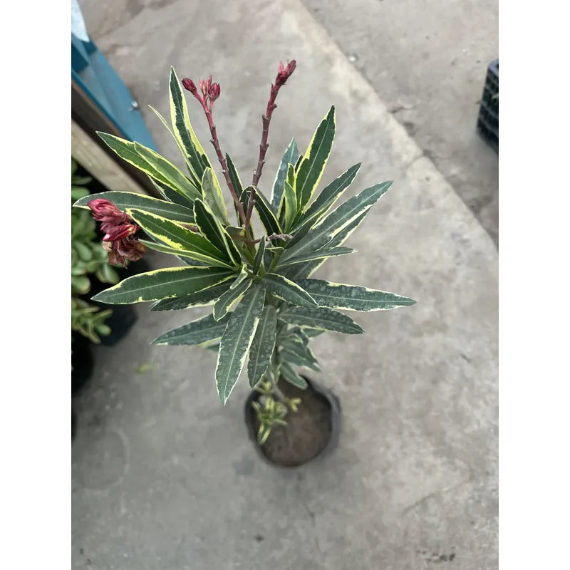 Laurel De Flor Variagado